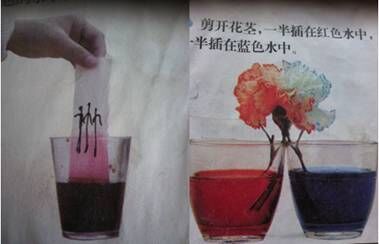 水有毛细现象及其展