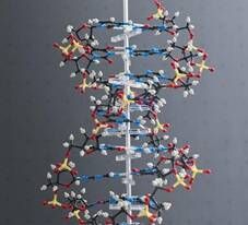 DNA变身超级存储器 保存信息可达千年