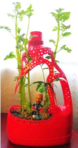 海门一民间高手用洗衣液瓶做成“花盆”